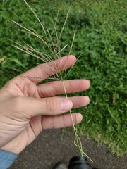 Bothriochloa bladhii