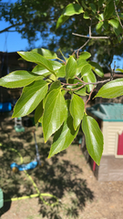 Celtis sinensis