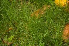 Paspalum distichum
