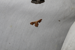 Calledapteryx dryopterata