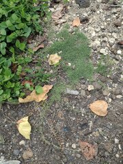 Zoysia matrella