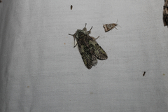 Macrurocampa marthesia