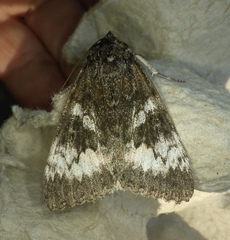 Catocala briseis