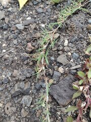 Zoysia matrella