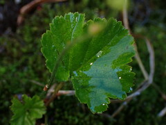 Pectiantia pentandra