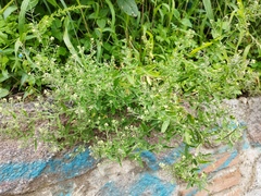 Brassicaceae