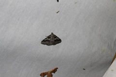 Digrammia continuata