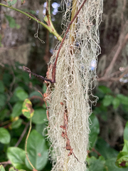 Alectoria sarmentosa