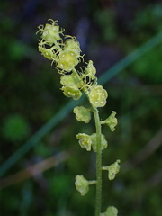 Pectiantia pentandra