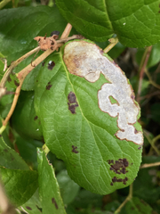 Cameraria gaultheriella