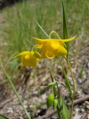 Calochortus amabilis