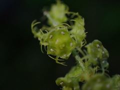 Pectiantia pentandra