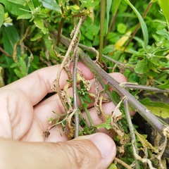 Brassicaceae