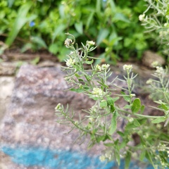 Brassicaceae