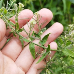 Brassicaceae
