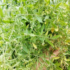 Brassicaceae