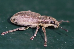 Sitona humeralis