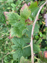 Ribes divaricatum