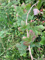 Ribes divaricatum