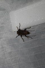 Astyleiopus variegatus