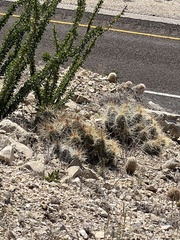 Echinocereus stramineus
