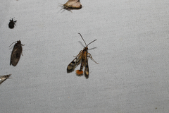 Synanthedon acerni