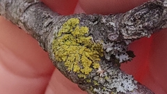 Candelaria concolor