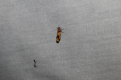 Epicallima argenticinctella