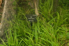 Paspalum fimbriatum