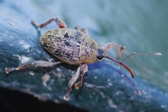 Curculio glandium