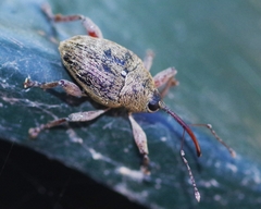 Curculio glandium