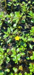 Ludwigia peploides