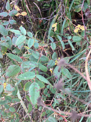 Rosa nutkana