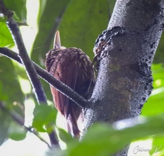 Xiphorhynchus flavigaster