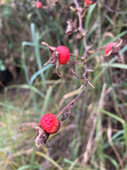 Rosa nutkana