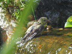 Spinus psaltria