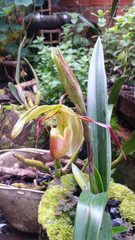 Phragmipedium longifolium