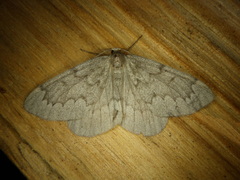 Nepytia pellucidaria