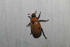 Pelidnota punctata