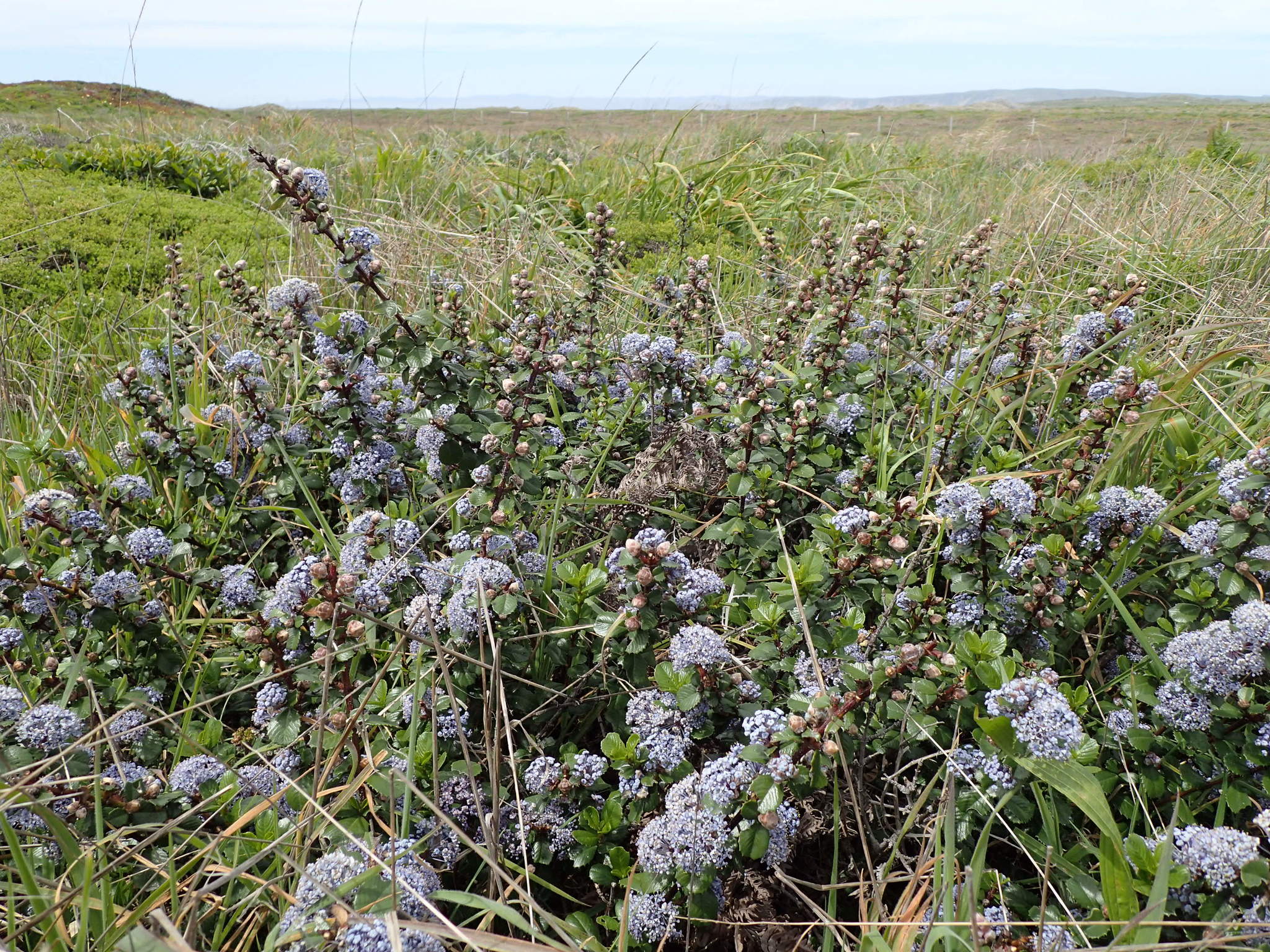 Ceanothus gloriosus var. porrectus