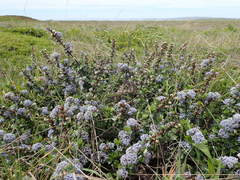 Ceanothus gloriosus porrectus