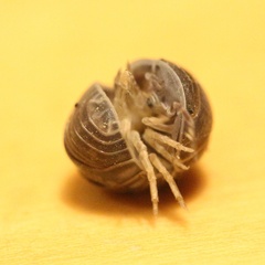 Armadillo officinalis