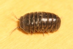 Armadillo officinalis