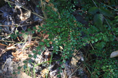 Cotoneaster horizontalis