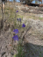 Campanula rotundifolia