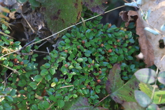Cotoneaster horizontalis