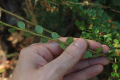 Cotoneaster horizontalis
