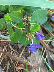Ceratostigma