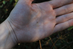 Eurybia radulina