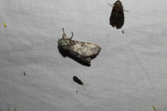 Macrurocampa marthesia